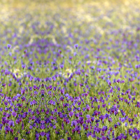 Wildflowers, Westaustralien.jpg