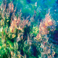 Unterwasserpflanzen-Pupu-Springs-Suedinsel-Neuseeland-2006.jpg