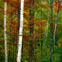 Herbstwald-White-Mts.-Vermont-USA-1999.jpg
