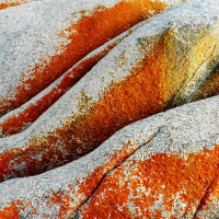 Flechten-auf-Granit-Bay-of-fire-Tasmanien-2006.jpg