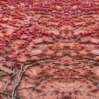 Roter Efeu, Oggiogno, Italien.jpg