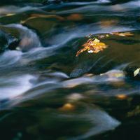 Blaetter-im-Fluss-Great-Smoky-Mts-NP-Tennessee-USA-1999.jpg